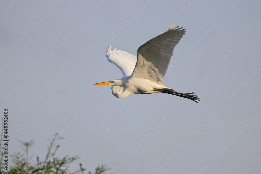 Fototapeta premium Great egret inflight over wetlands.