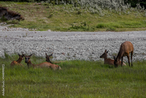 Elks resting on green grass near the river on a warm sunny day. Artiodactyls, wildlife in Banff National Park, Alberta, Canada
Cervus canadensis
