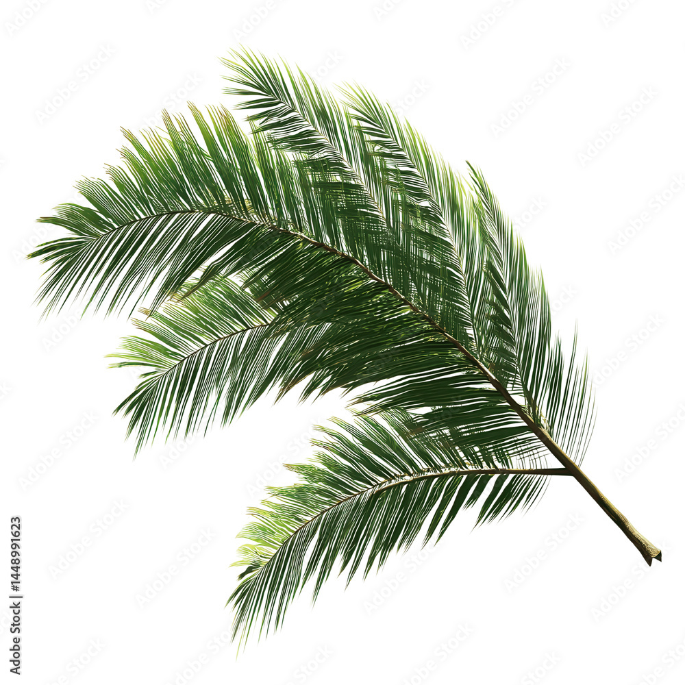 Lush Green Palm Frond Branch Isolated on Green Transparent background Lush Green Palm Frond Branch Isolated on Green Transparent background