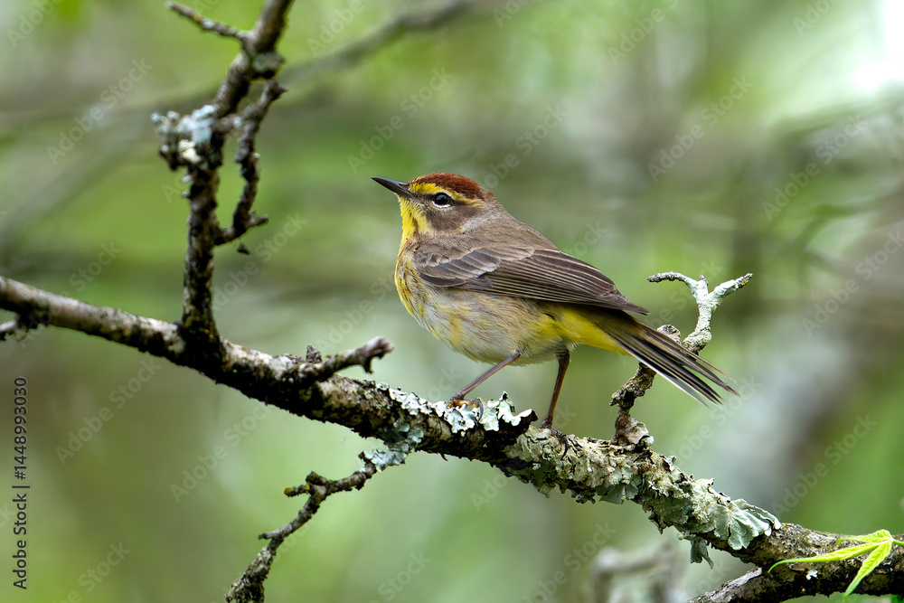 Fototapeta premium Palm Warbler on a branch 