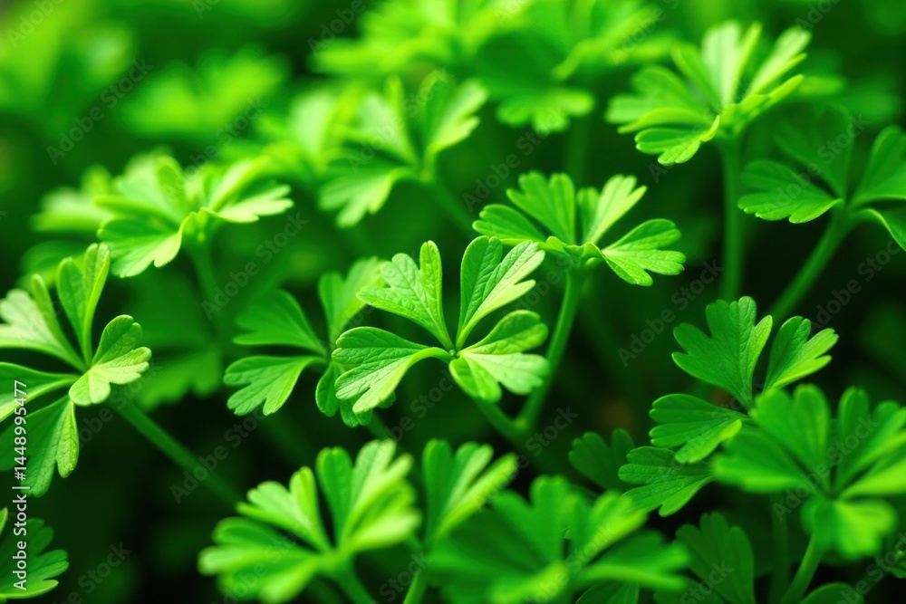 Close-up view of parsley forming a repeating pattern, garden, ingredient