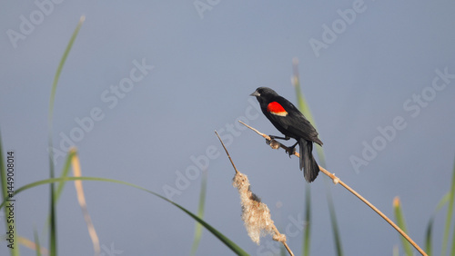 Red winged black bird perched on reds in a wetland. 