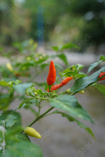 Lots of Red Chilies 