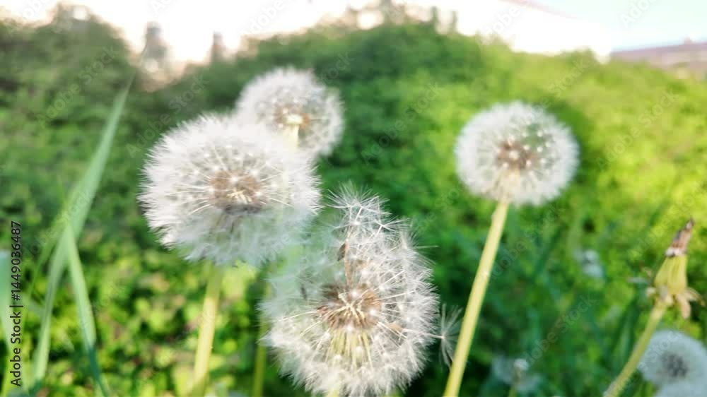 Dandelions in the wind. Macro shot of wind blowing dandelions. Dandelion in a city park. Super slow motion. Concept of magic, wishes, and the granting of desires Dandelions in the wind. Macro shot of wind blowing dandelions. Dandelion in a city park. Super slow motion. Concept of magic, wishes, and the granting of desires