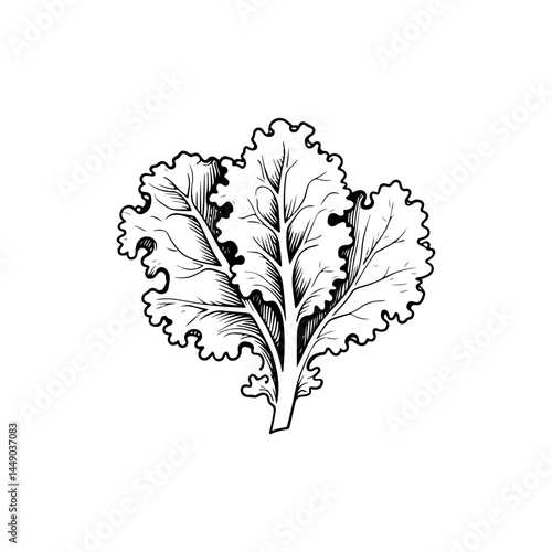 Detailed hand-drawn illustration of a leafy lettuce vegetable