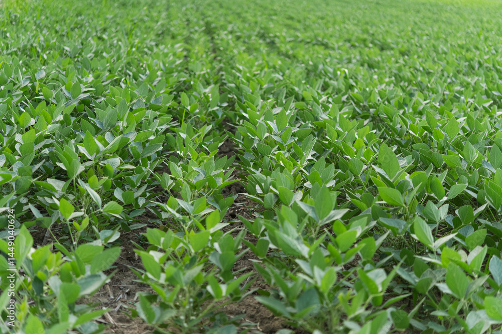 Soy bean farming Soy bean farming