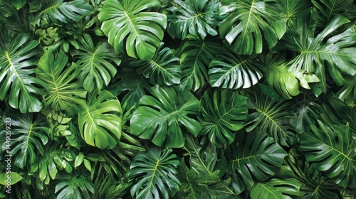 Wallpaper Mural Lush Tropical Monstera Leaf Wall Background Torontodigital.ca