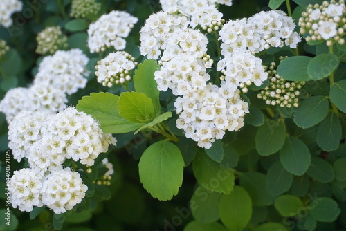 Flowering Spiraea betulifolia shrub close up. Known for their ornamental use, they bloom in late spring to summer, attracting pollinators like bees and butterflies. 