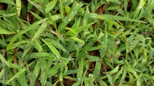 green grass with dew