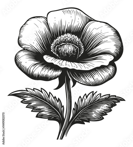 Detailed Black and White Engraving of a Flower Illustration