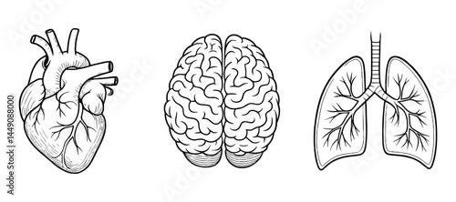 Human Heart, Brain, lungs Anatomy Detailed Medical Illustration