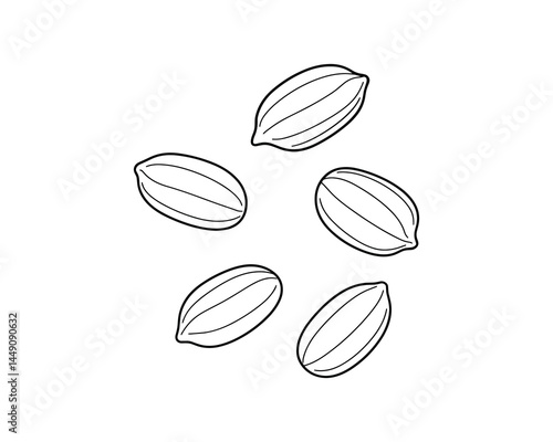 Peanut kernels isolated line art