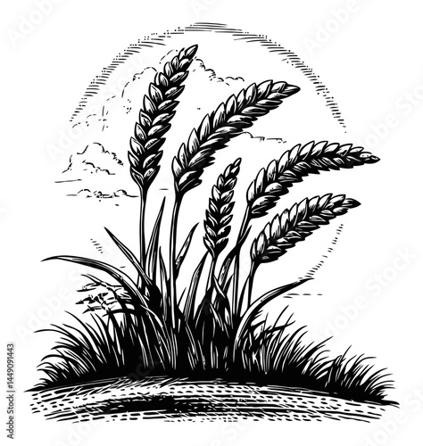 Detailed Black and White Engraving of Wheat Stalks with Clouds
