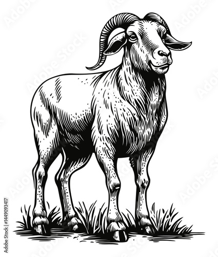 Detailed Black and White Engraving of a Standing Ram Illustration