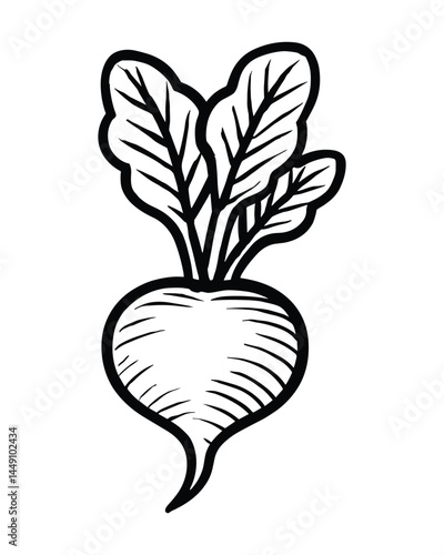 Hand Drawn Beetroot Illustration Fresh Root Vegetable