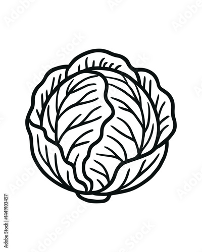 Cabbage Head Outline Fresh Vegetable Isolated Drawing
