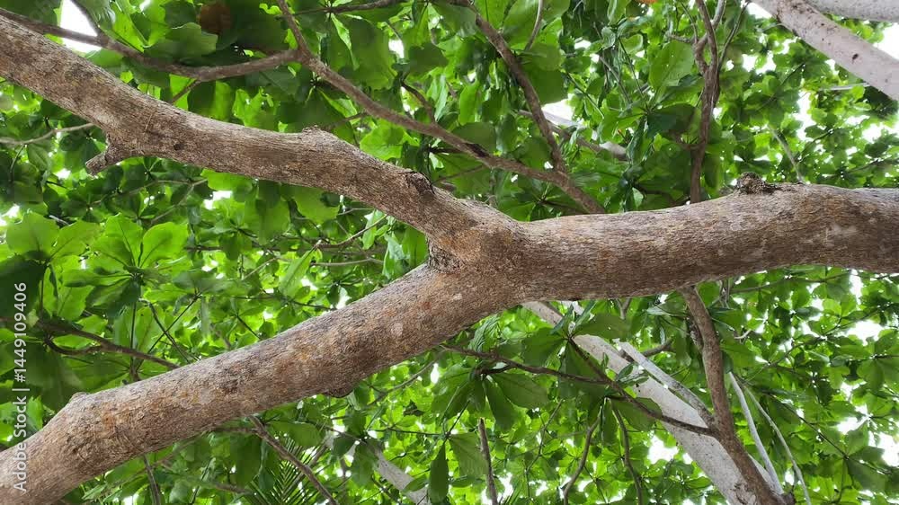 Terminalia ketapang trees thrive on the coast of Natuna Island. Nature concept. Terminalia ketapang trees thrive on the coast of Natuna Island. Nature concept.