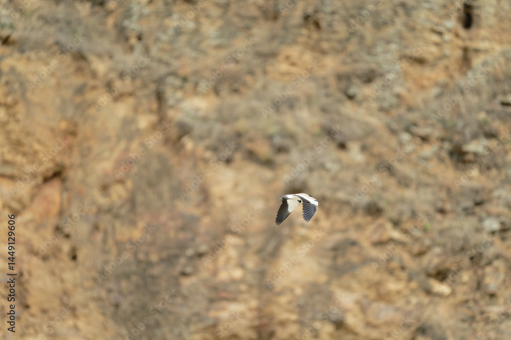 Bird in flight Bird in flight