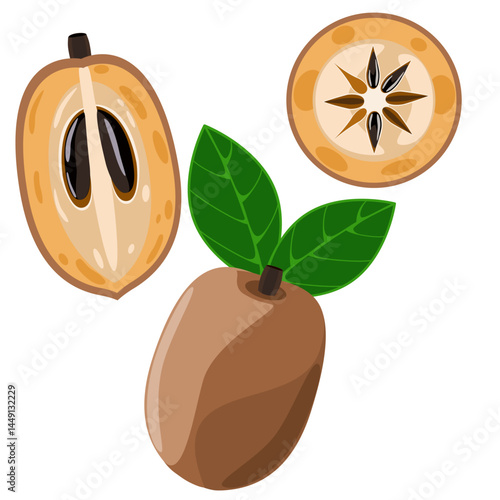 Sapodilla fruit set with whole, cut and sliced vector illustration 