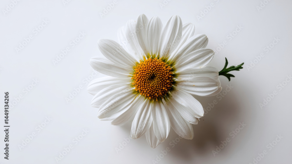 Obraz premium Single white daisy on white background. Detailed close-up