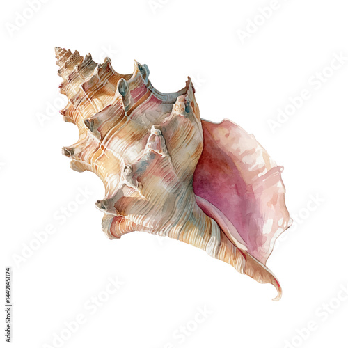 Watercolour painting of a pink conch sea shell, isolated with transparent background