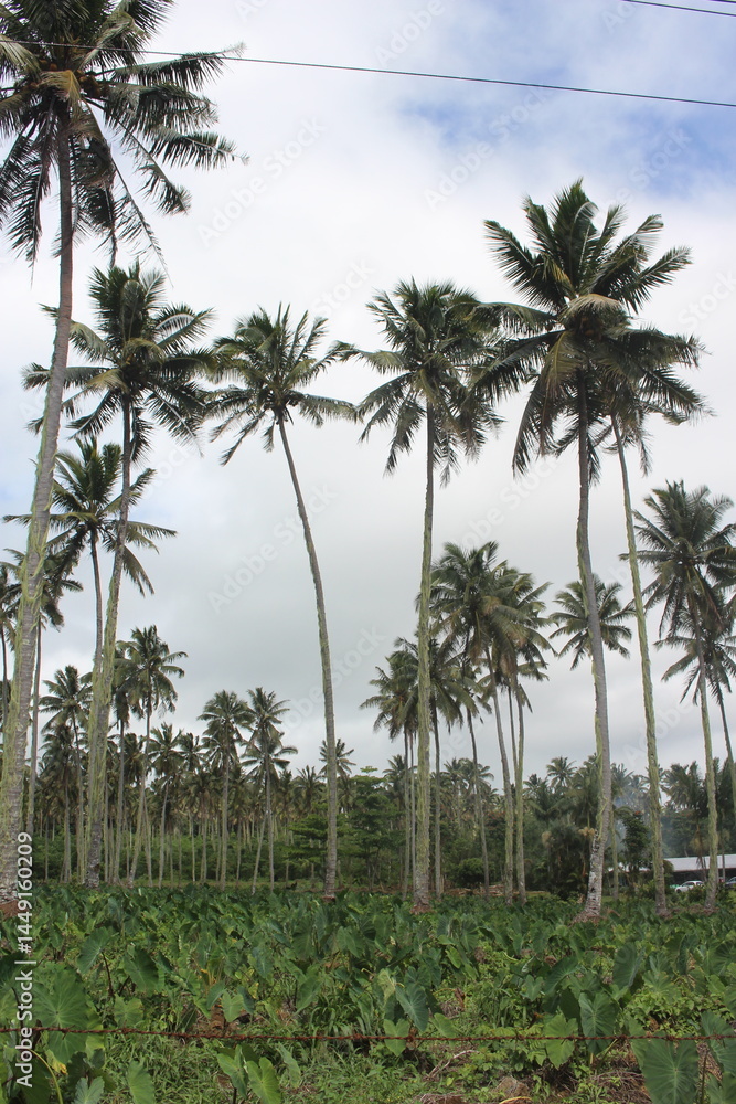 Obraz premium Coconut Palm, Samoa