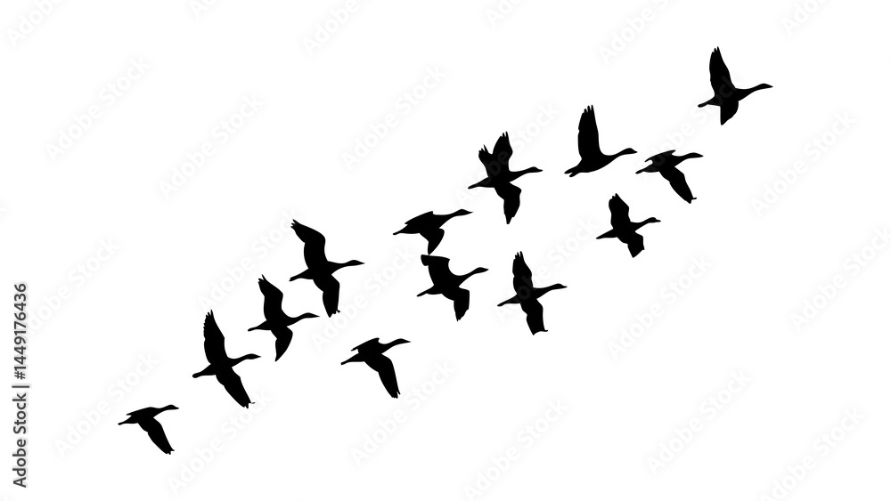 Flying geese silhouette vector art for migration season and bird watching design elements and clip art resources Flying geese silhouette vector art for migration season and bird watching design elements and clip art resources