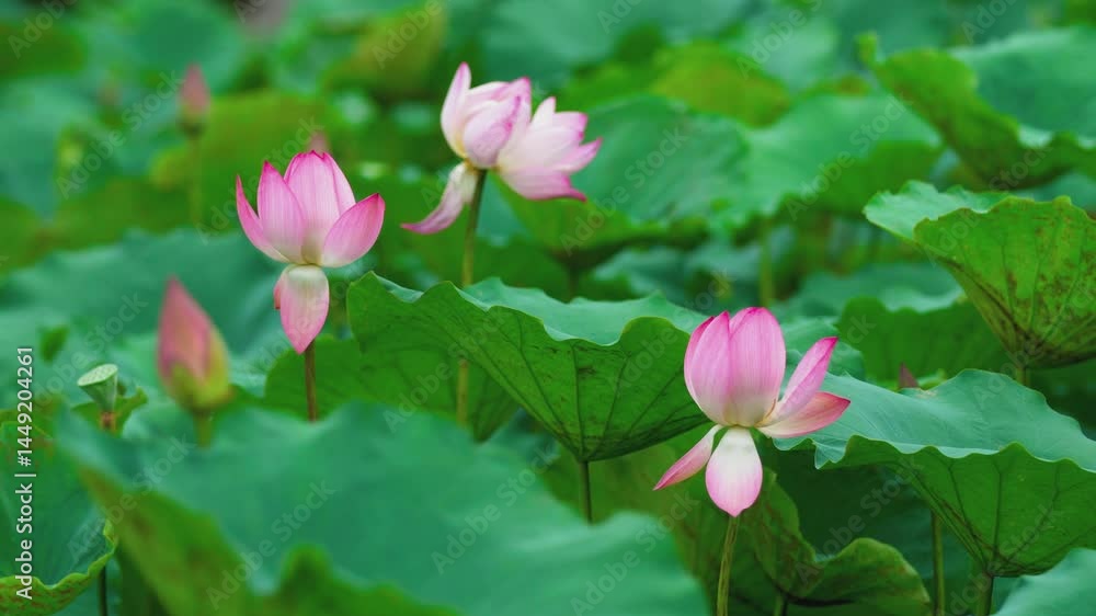 Serene summer lotus pond with vibrant lotus flowers in full bloom Serene summer lotus pond with vibrant lotus flowers in full bloom