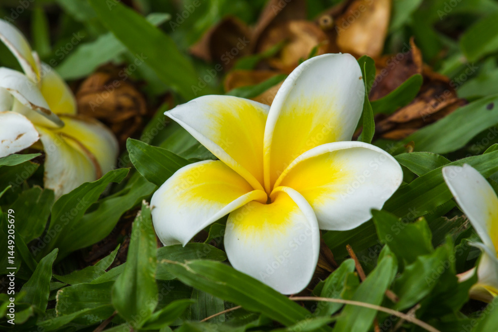 Fototapeta premium yellow frangipani flower on ground