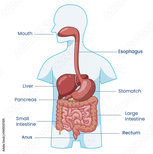 digestive gastrointestinal organs for education and medical. illustration pancreas liver stomach intestines