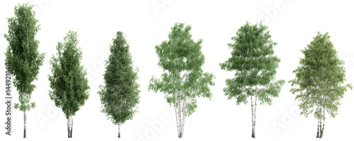 Isolated birch trees collection – PNG on transparent background.3d rendering