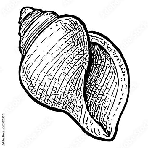 conch shell