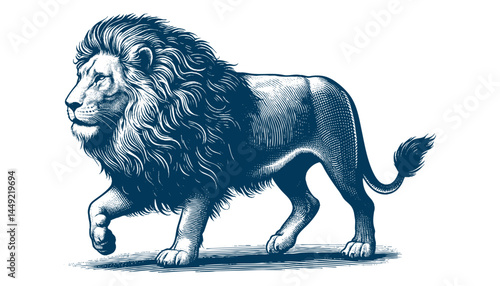 lion vector illustration