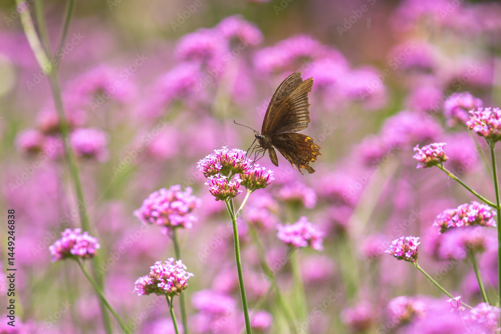 Naklejka premium butterfly on a flower with flower blur background