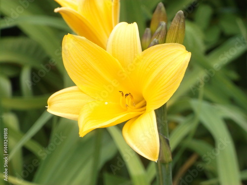 ニッコウキスゲ