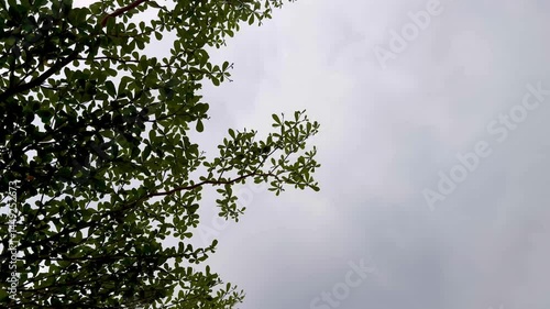 leaves swaying in the wind under sky with storm.