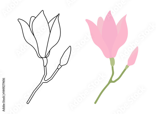Magnolia flower set, linear and colored isolated drawing on a white background. Pink flower, flat style. Vector illustration, icon. 
