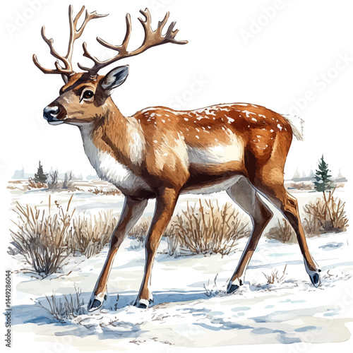 Reindeer Crossing Snowy Terrain, vector watercolor illustration, isolated on a white background.