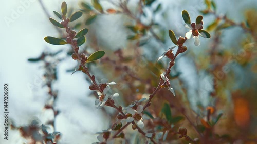 A captivating video shows a tree branch with vibrant flowers and lush leaves