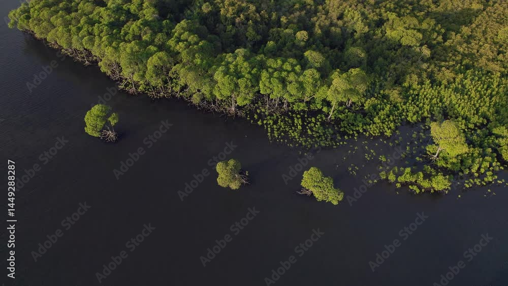 Drone aerial view of a coastal mangrove forest at sunset near. Tropical trees, ocean coastline, and warm golden light capture the beauty and environmental value of this ecosystem. Drone aerial view of a coastal mangrove forest at sunset near. Tropical trees, ocean coastline, and warm golden light capture the beauty and environmental value of this ecosystem.