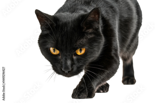 Close-up of a black cat with striking yellow eyes in stealthy pose, cut out