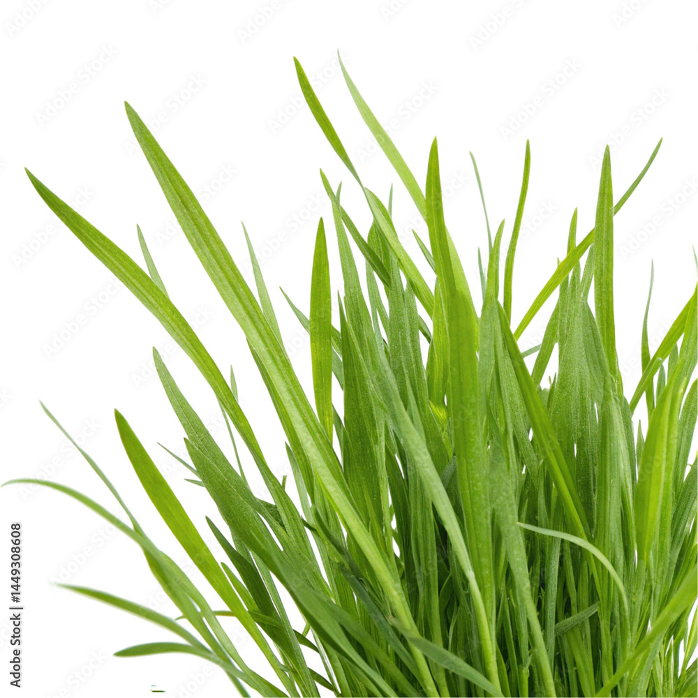 green grass isolated on white background green grass isolated on white background