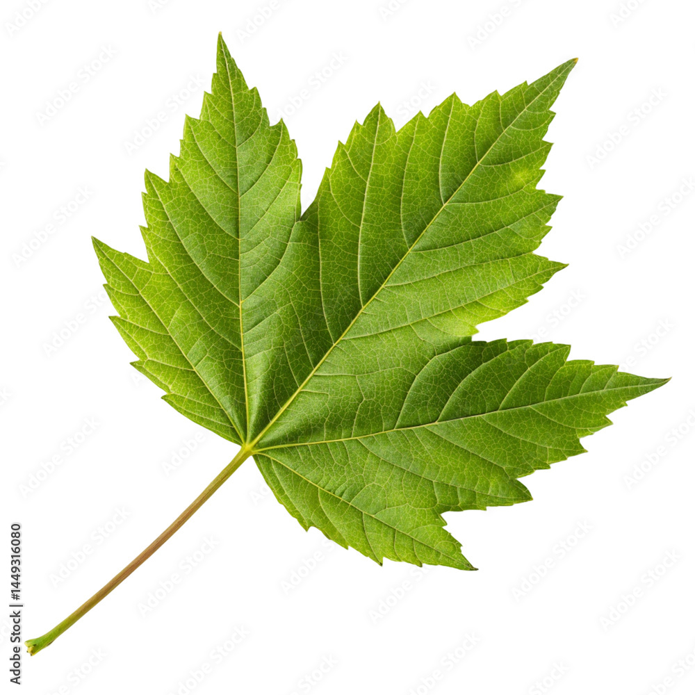 green leaf isolated on white green leaf isolated on white