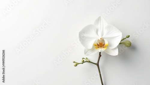 Delicate white orchid blossom on stark white backdrop, serene, fresh, fragile