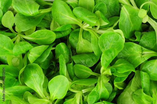 Fresh lambs leaf salad green leaves background detail also known as cornsalad