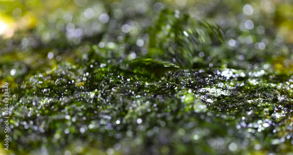 natural green algae that are used to prepare Japanese dishes closeup natural green algae that are used to prepare Japanese dishes closeup