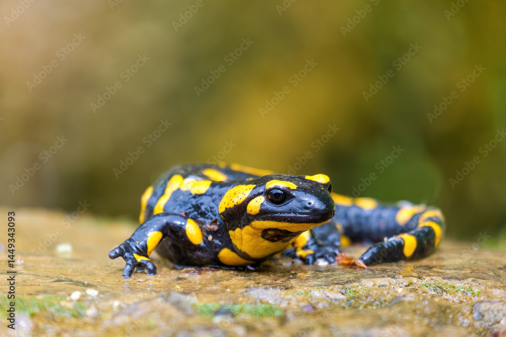 Fototapeta premium Detail of Fire Salamander on the stone, Salamandra salamandra. Black and yellow spotted amphibian. Wild European venomous animal from rainforest. Wildlife scene from nature in the mountains