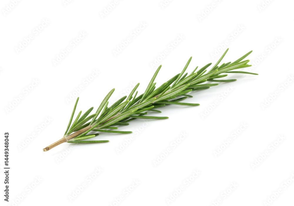 Fototapeta premium Fresh Rosemary Sprig Isolated on White Background Culinary Herb Aromatic Plant Ingredient Cooking