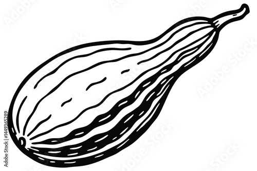 Ash Gourd Vector Illustration Isolated on White Background

