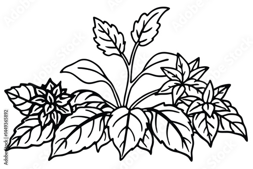 Basil Vegetable Vector Illustration on White Background

